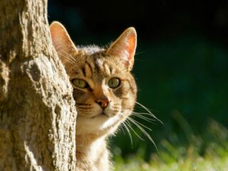 Zdjęcie do artykułu: Dlaczego kot ugniata? Zachowania, które warto rozumieć