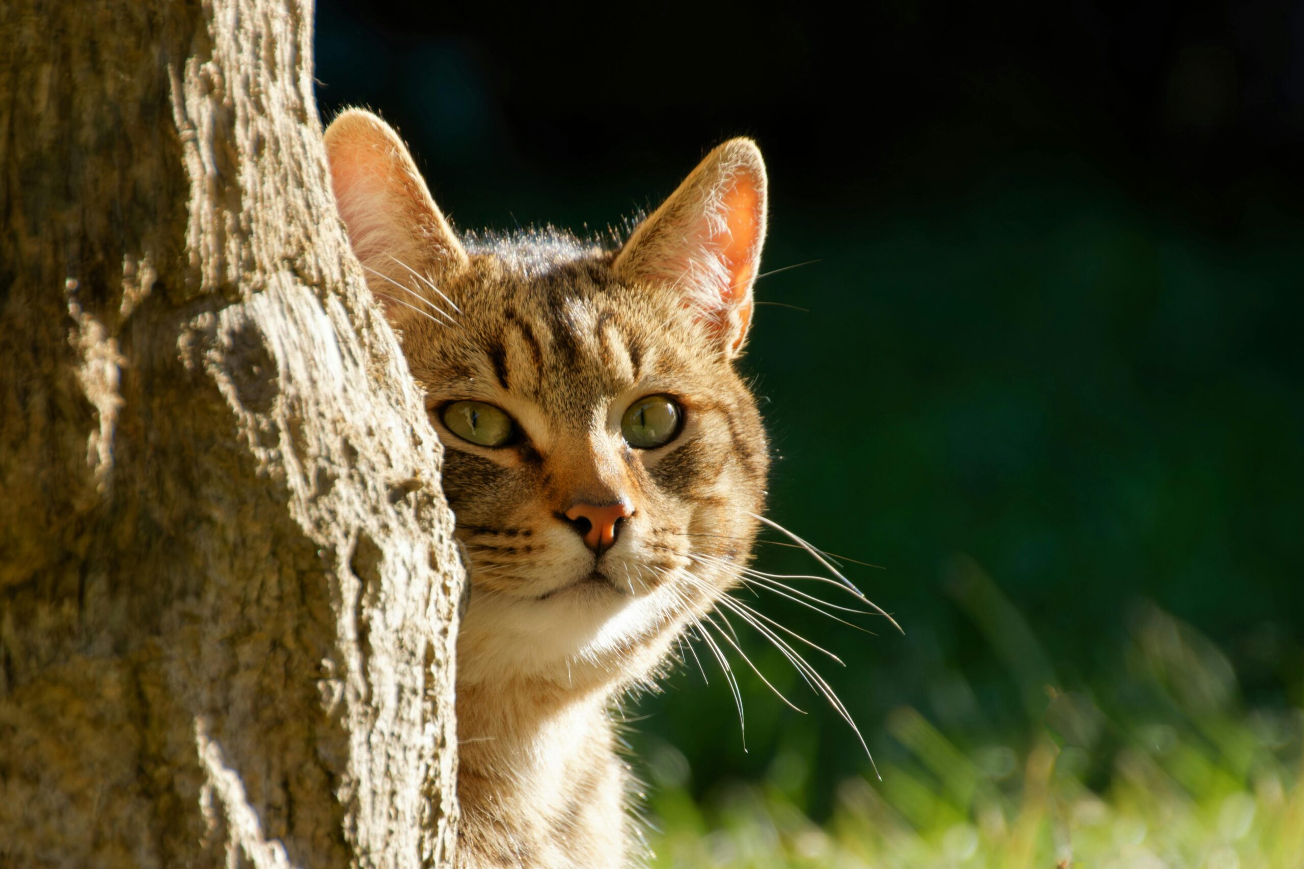 Zdjęcie do artykułu: Dlaczego kot ugniata? Zachowania, które warto rozumieć